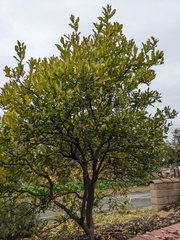 Citrus hystrix