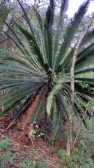 Dioon merolae