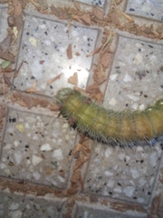 Eacles imperialis