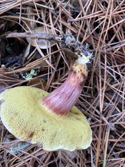 Xerocomellus atropurpureus