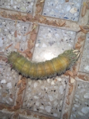 Eacles imperialis