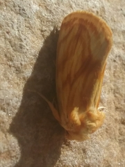 Cirrhophanus triangulifer