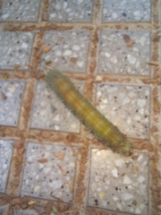 Eacles imperialis