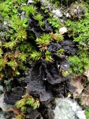 Collema subflaccidum