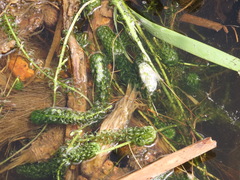 Lagarosiphon major