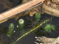 Lagarosiphon major