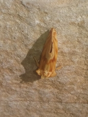 Cirrhophanus triangulifer