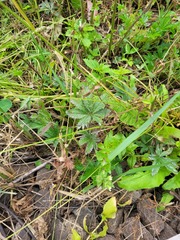 Potentilla thuringiaca