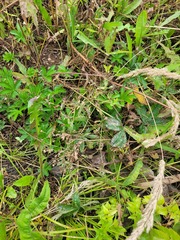 Potentilla thuringiaca