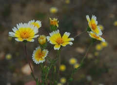 Layia platyglossa