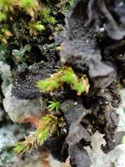 Collema subflaccidum