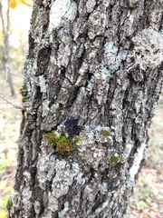 Collema subflaccidum