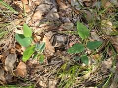 Desmodium psilophyllum
