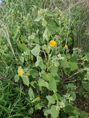 Abutilon abutiloides