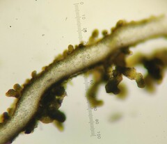 Collema subflaccidum