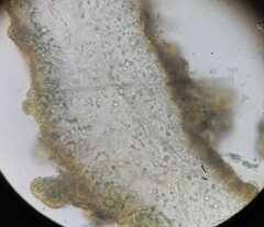 Collema subflaccidum