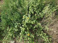 Abutilon abutiloides