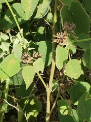 Abutilon abutiloides