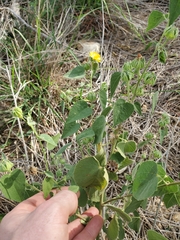 Abutilon abutiloides