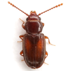 Laemophloeus apache