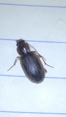 Tanystoma maculicolle