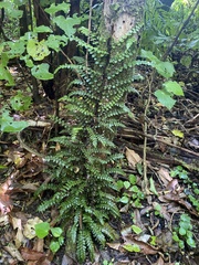 Blechnum filiforme