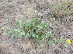 Abutilon abutiloides