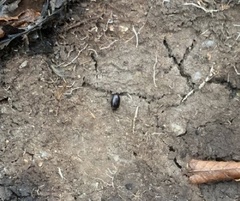 Pangaeus bilineatus