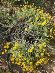 Thymophylla tephroleuca