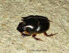 Onthophagus seniculus