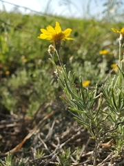 Thymophylla tephroleuca