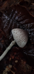 Lepiota atrodisca