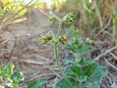 Matelea brevicoronata