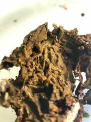 Collema subflaccidum