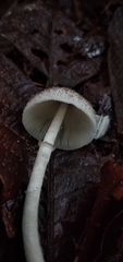 Lepiota atrodisca