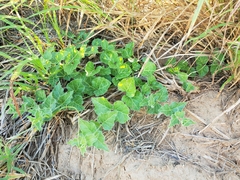 Matelea brevicoronata
