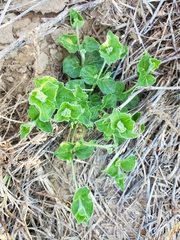 Matelea brevicoronata