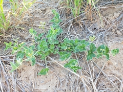 Matelea brevicoronata