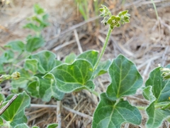 Matelea brevicoronata