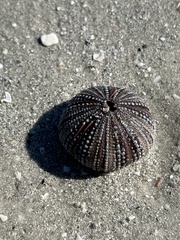 Lytechinus variegatus