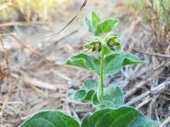 Matelea brevicoronata