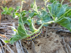 Matelea brevicoronata