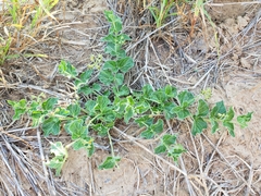 Matelea brevicoronata
