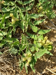 Asclepias prostrata