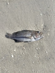 Centropristis striata