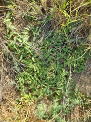 Asclepias prostrata
