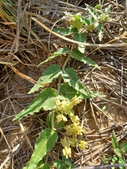 Asclepias prostrata
