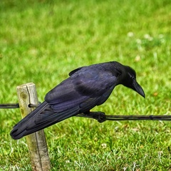 Corvus macrorhynchos levaillantii