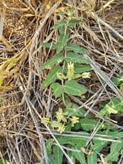 Asclepias prostrata