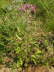 Polanisia dodecandra riograndensis